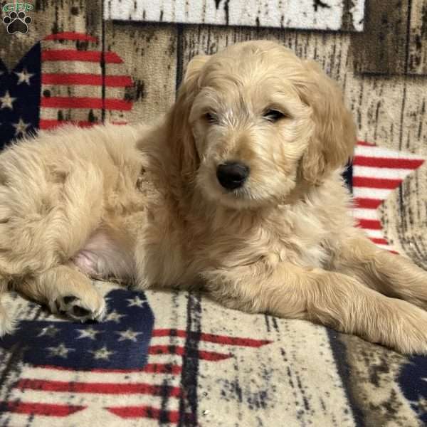 JJ, Goldendoodle Puppy