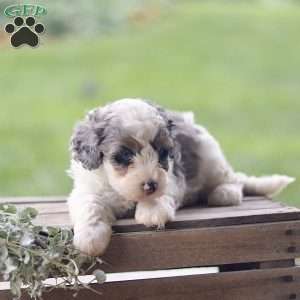 Lily, Cavapoo Puppy