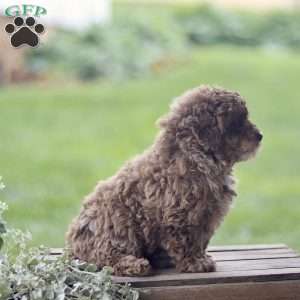 Hailey, Toy Poodle Puppy