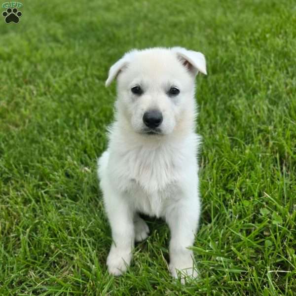 Jax, German Shepherd Puppy