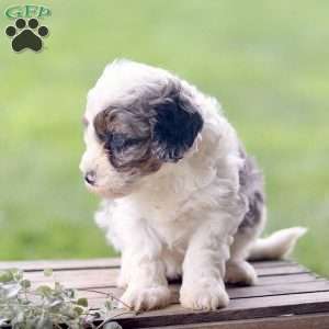 Lily, Cavapoo Puppy