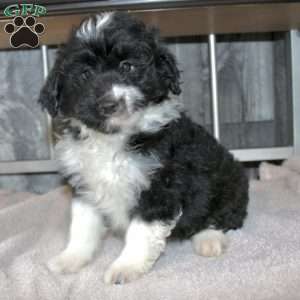 Velcro, Mini Aussiedoodle Puppy