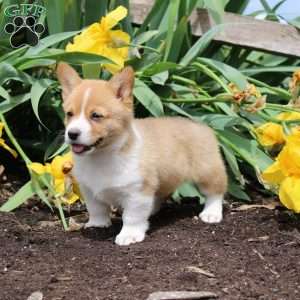 Sprinkles, Pembroke Welsh Corgi Puppy