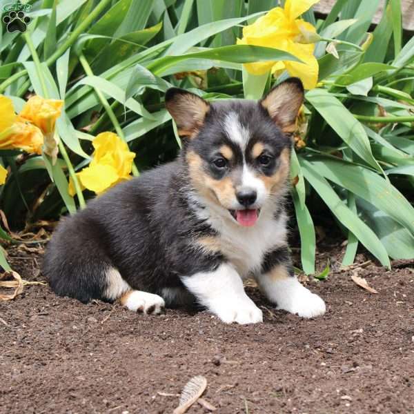 Sally, Pembroke Welsh Corgi Puppy