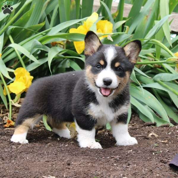 Stacey, Pembroke Welsh Corgi Puppy