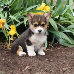 Stella, Pembroke Welsh Corgi Puppy