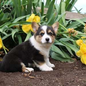 Silver, Pembroke Welsh Corgi Puppy