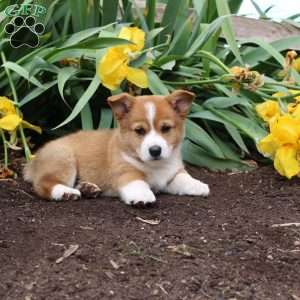 Sport, Pembroke Welsh Corgi Puppy