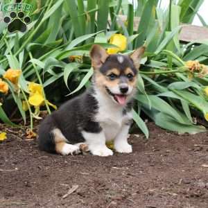 Samson, Pembroke Welsh Corgi Puppy