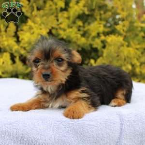 Missy, Yorkie Puppy