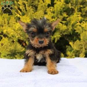 Midge, Yorkie Puppy