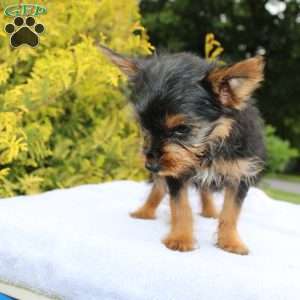 Muffin, Yorkie Puppy