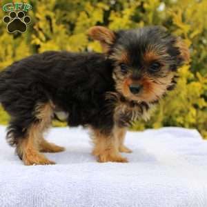 Popper, Yorkie Puppy