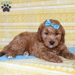 Michael, Mini Goldendoodle Puppy