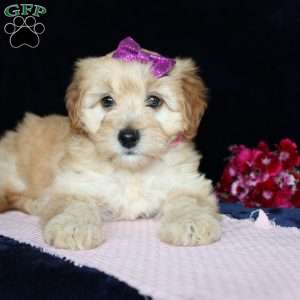 Mattie, Mini Goldendoodle Puppy