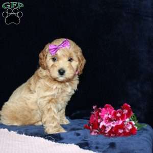 Malinda, Mini Goldendoodle Puppy