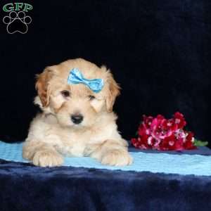 Matthew, Mini Goldendoodle Puppy
