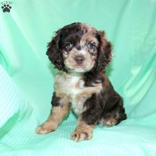 Snickers, Cocker Spaniel Puppy