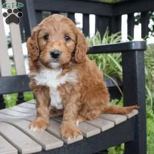Ash, Mini Goldendoodle Puppy