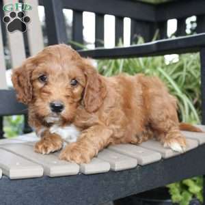 Archer, Mini Goldendoodle Puppy
