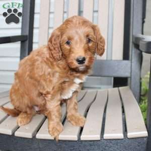 Ally, Mini Goldendoodle Puppy