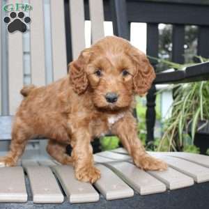 Ava, Mini Goldendoodle Puppy