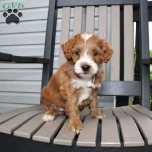 Amy, Mini Goldendoodle Puppy