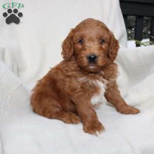 Ace, Mini Goldendoodle Puppy