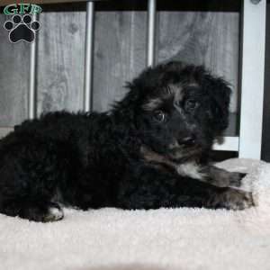 Victor, Mini Aussiedoodle Puppy