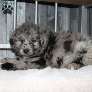 Vince, Mini Aussiedoodle Puppy