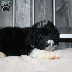Velcro, Mini Aussiedoodle Puppy