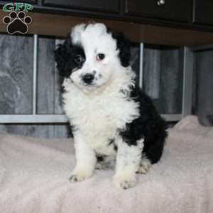 Valerie, Mini Aussiedoodle Puppy