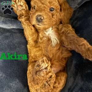 Akira, Mini Labradoodle Puppy