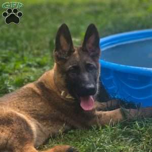 Mellow Yellow, German Shepherd Puppy