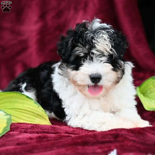 Chloe, Mini Aussiedoodle Puppy