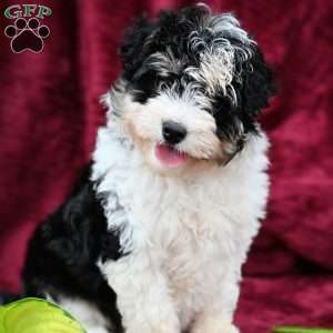 Chloe, Mini Aussiedoodle Puppy