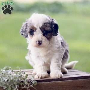 Lily, Cavapoo Puppy
