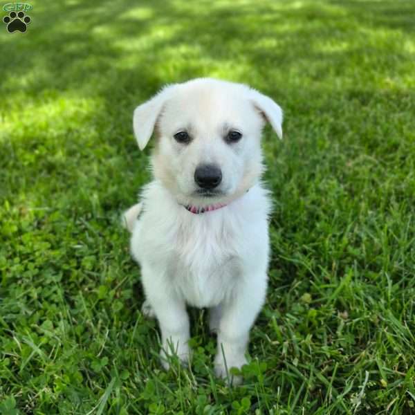 Jazzy, German Shepherd Puppy