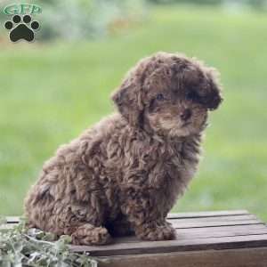 Hailey, Toy Poodle Puppy