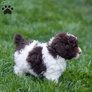 Hayes, Toy Poodle Puppy