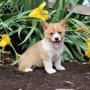 Sprinkles, Pembroke Welsh Corgi Puppy