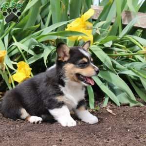 Sally, Pembroke Welsh Corgi Puppy