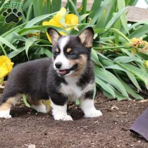 Stacey, Pembroke Welsh Corgi Puppy