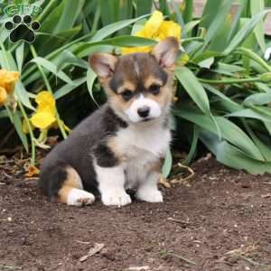 Stella, Pembroke Welsh Corgi Puppy