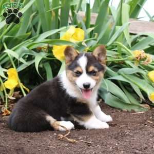 Silver, Pembroke Welsh Corgi Puppy