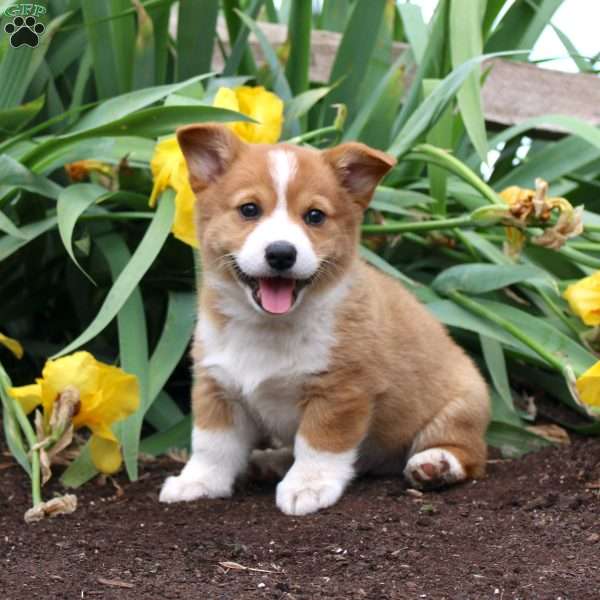 Sport, Pembroke Welsh Corgi Puppy