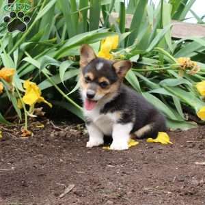 Samson, Pembroke Welsh Corgi Puppy