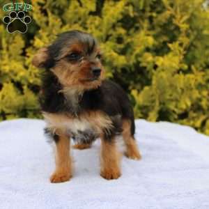 Missy, Yorkie Puppy