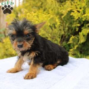 Midge, Yorkie Puppy