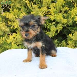 Muffin, Yorkie Puppy